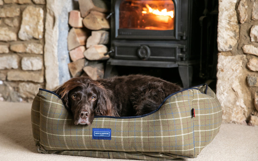 Keeping your pets calm during firework celebrations for Diwali and Bonfire Night.