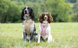 Enhance Every Stroll with Luxury Collars, Leads, and Harnesses - Now Only £10 Each!