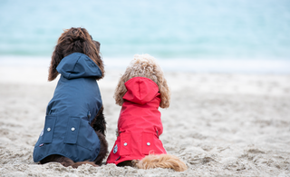 April Showers - Our favourite dog jackets