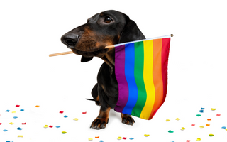 Celebrating Pride Month in June: Including Your Dog in the Festivities