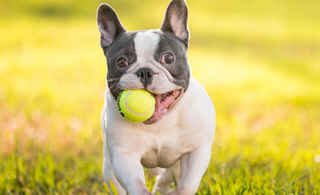 Unravelling the Mystery: Why Are Dogs Obsessed with Balls?