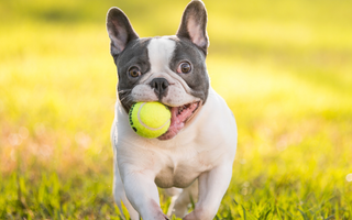 Unravelling the Mystery: Why Are Dogs Obsessed with Balls?