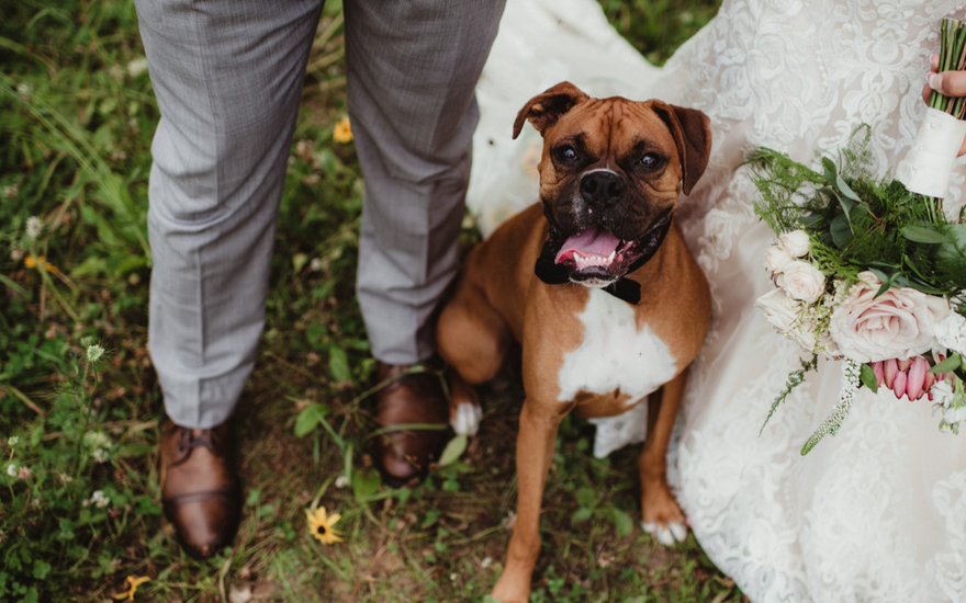 Dogs at Weddings: Making Your Dog a Part of Your Special Day