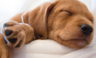 New Year, new puppy? How to settle in your new addition!