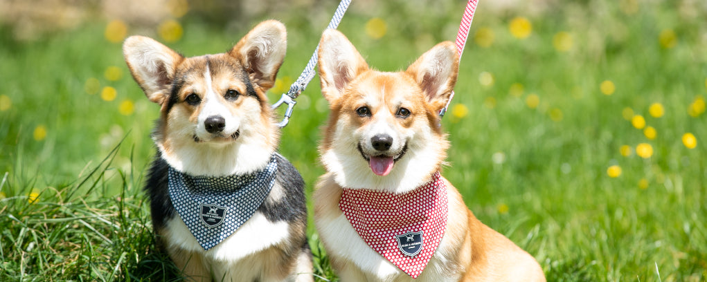 Luxury Dog Bandanas Hugo Hudson London