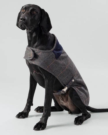 Grey Checked Herringbone Tweed Dog Jacket Studio Shoot