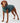 Reversible Dog Puffer Jacket - Forest Green & Gold Studio Shoot
