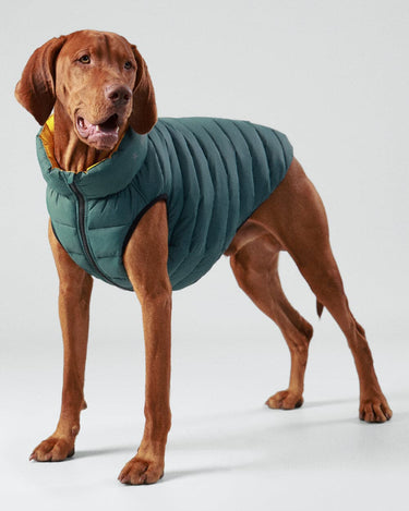 Reversible Dog Puffer Jacket - Forest Green & Gold Studio Shoot