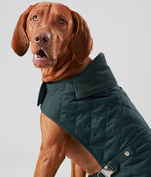 Forest Green Quilted Dog Jacket Studio Shoot