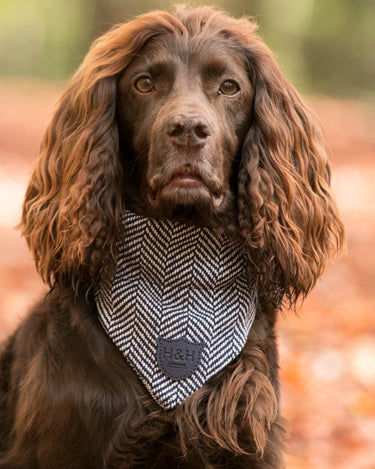 Tweed Dog Bandana - Navy Herringbone Lifestyle