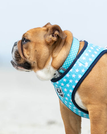 Turquoise Star Fabric Dog Collar Lifestyle