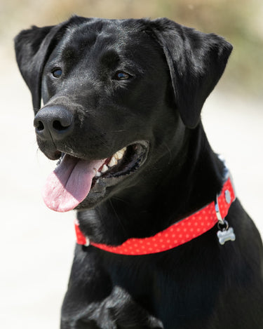 Red and Coral Polka Dot Fabric Dog Collar Lifestyle