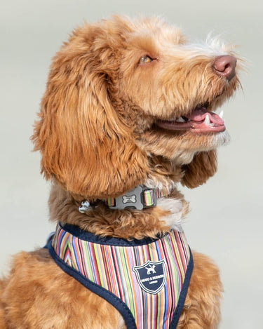 Striped Multi-colour Fabric Dog Collar Lifestyle