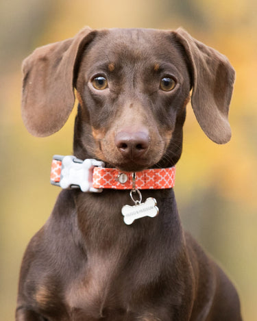 Orange Geometric Fabric Dog Collar Lifestyle