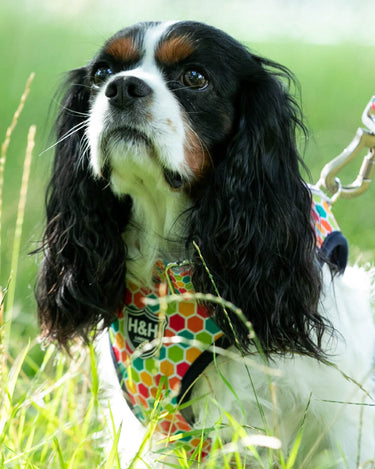 Geometric Multi-colour Fabric Dog Collar Lifestyle