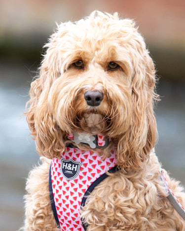 Pink Watermelon Fabric Dog Collar Lifestyle