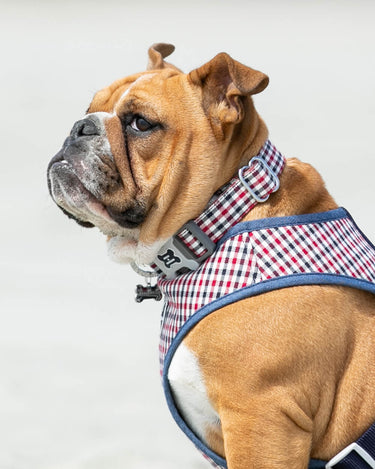 Checked Navy and Red Fabric Dog Collar Lifestyle