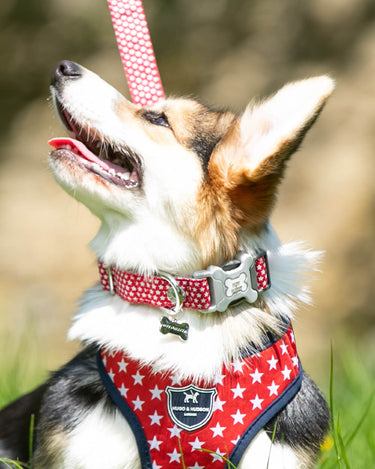 Red Star Fabric Dog Collar Lifestyle