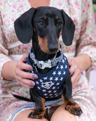 Navy Star Fabric Dog Collar Lifestyle