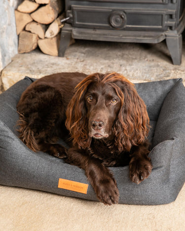 Dark Grey Luxury Dog Bed Lifestyle