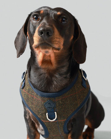 Dark Green Checked Herringbone Tweed Dog Harness Studio Shoot