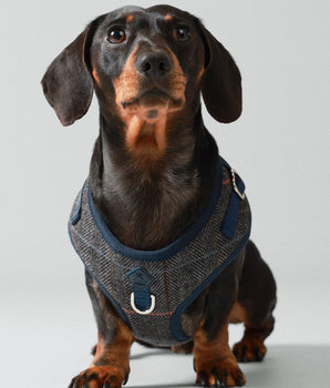 Grey Checked Herringbone Tweed Dog Harness Studio Shoot