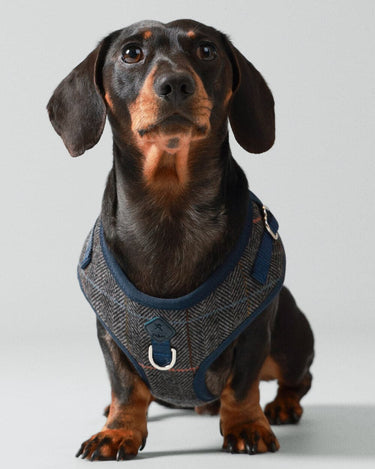 Grey Checked Herringbone Tweed Dog Harness Studio Shoot