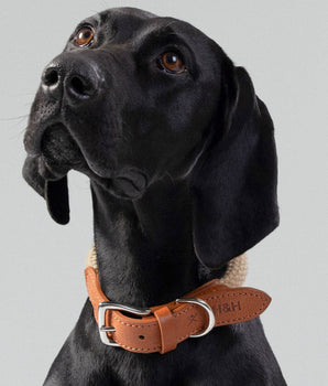 Natural Round Rope Dog Collar with Cognac Leather Studio Shoot