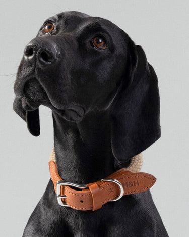 Natural Round Rope Dog Collar with Cognac Leather Studio Shoot