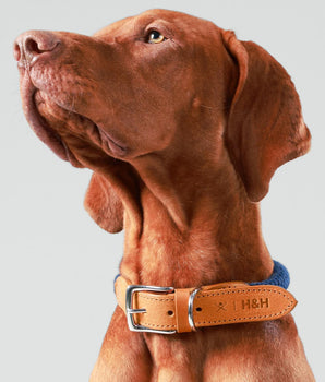 Navy Round Rope Dog Collar with Cognac Leather Studio Shoot