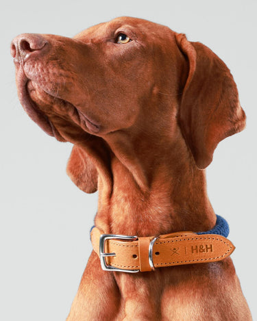 Navy Round Rope Dog Collar with Cognac Leather Studio Shoot