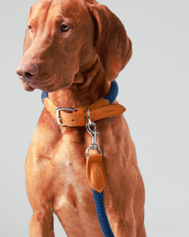 Navy Round Rope Dog Lead with Cognac Leather Studio Shoot