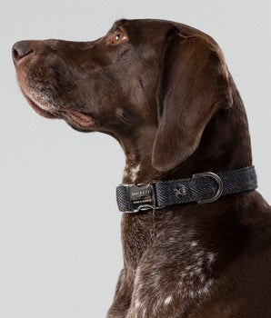 Grey Checked Herringbone Tweed Dog Collar Studio Shoot