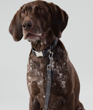 Grey Checked Herringbone Tweed Dog Lead Studio Shoot