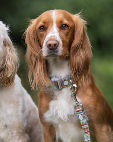 Striped Multi-colour Fabric Dog Lead Lifestyle