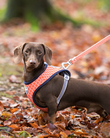 Orange Geometric Fabric Dog Lead Lifestyle