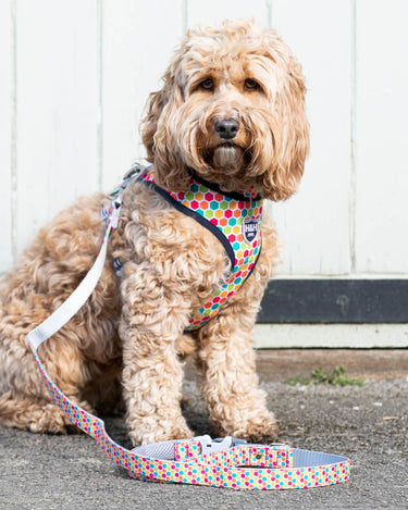 Geometric Multi-colour Fabric Dog Lead Lifestyle