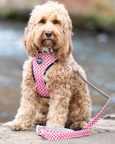 Pink Watermelon Fabric Dog Lead Lifestyle