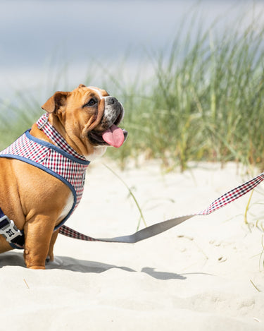 Checked Navy and Red Fabric Dog Lead Lifestyle