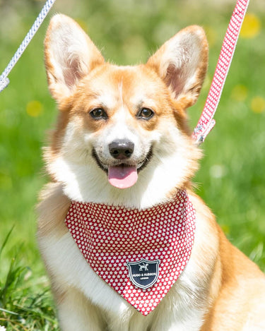 Fabric Dog Bandana - Red Star Lifestyle