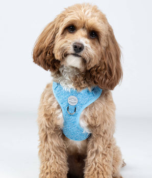 Blue Luxury Tweed Dog Harness Studio Shoot