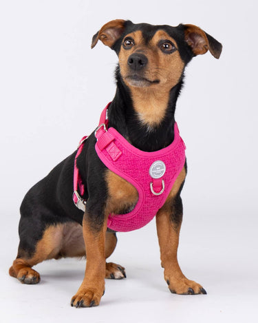 Pink Luxury Tweed Dog Harness Studio Shoot