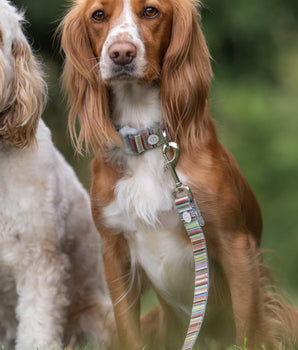 Fabric Dog Leash - Striped Multi-color Lifestyle