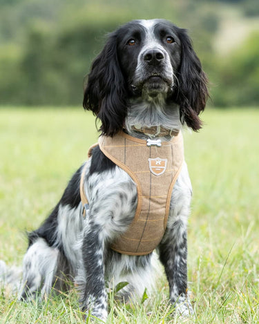 Tweed Dog Harness - Caramel Checked Herringbone Lifestyle