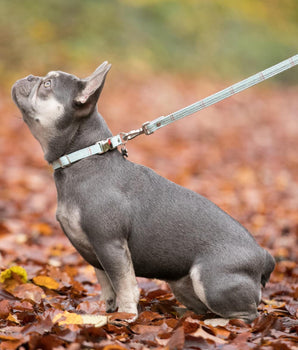 Tweed Dog Lead - Aqua Checked Lifestyle