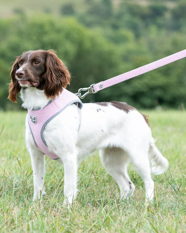 Tweed Dog Lead - Pink Herringbone Lifestyle