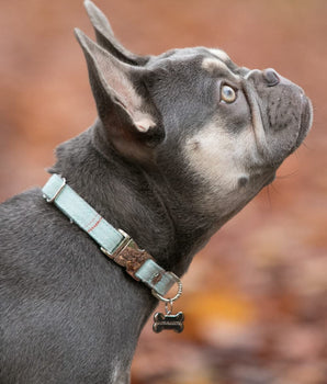 Tweed Metal Buckle Dog Collar - Aqua Checked Lifestyle