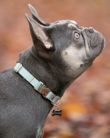 Tweed Metal Buckle Dog Collar - Aqua Checked Lifestyle