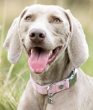 Tweed Metal Buckle Dog Collar - Pink Checked Lifestyle