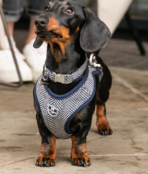 Tweed Metal Buckle Dog Collar - Navy Herringbone Lifestyle
